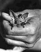 bat held in someone's hand